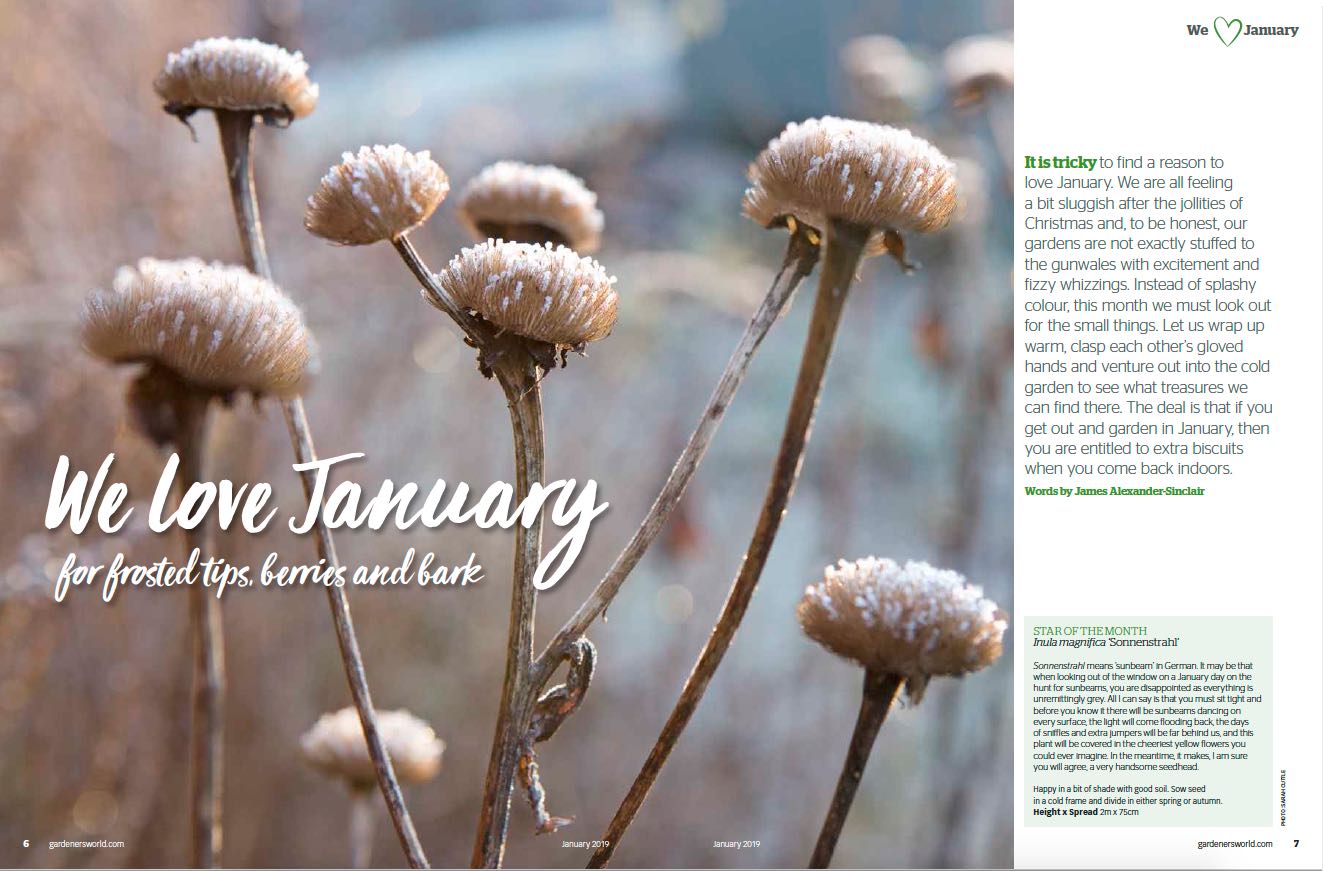 We Love January For Frosted Tips Berries And Bark James Alexander Sinclair